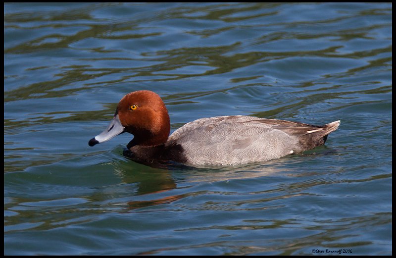 _6SB9971 redhead duck.jpg